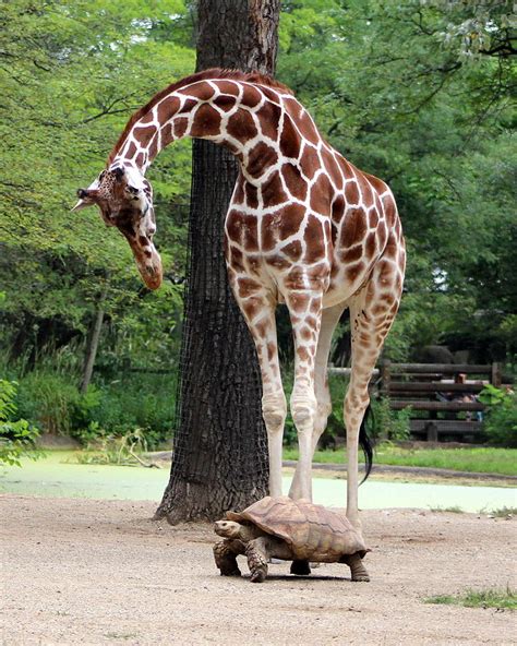 Giraffe And Tortois Photograph By Anna Grob Pixels