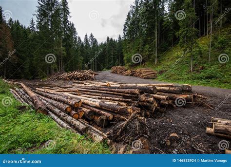Forester Works Wood Logs In Large Big Piles Near Forest Stock Photo