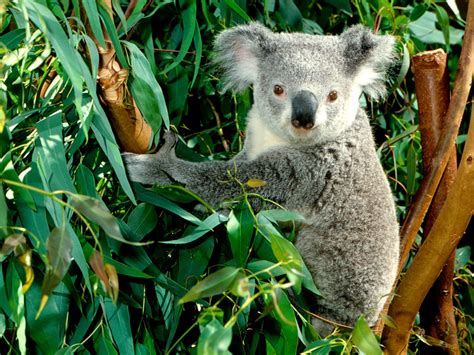 Koala Wallpaper Fun Animals Wiki Videos Pictures Stories