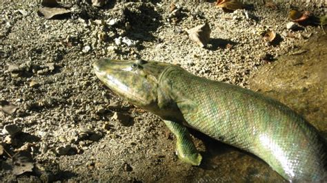 Extinct Land Walking Fish Tiktaalik Roseae Possessed