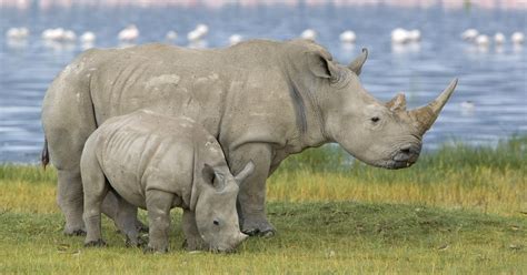 White Rhino The Life Of Animals
