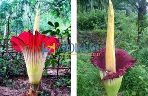 Apr 02, 2021 · bila sudah mempunyai kenderaan sendiri, sudah pasti kita akan menjaganya seperti selalu membuat pemeriksaan luar dan dalam termasuk bahagian enjin kereta. Daftar Tumbuhan Langka di Indonesia yang Terancam Punah ...