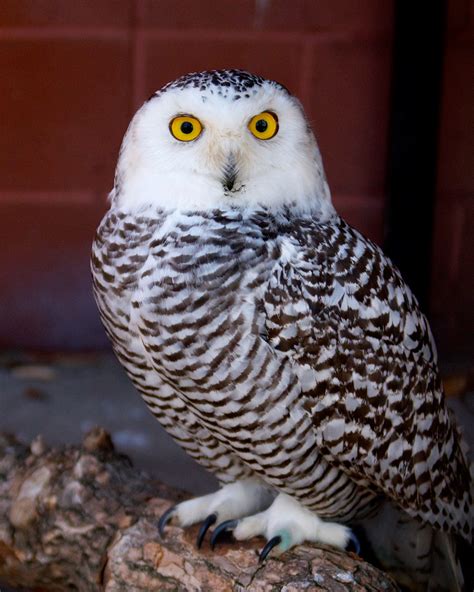 Snowy Owl Connecticuts Beardsley Zoo