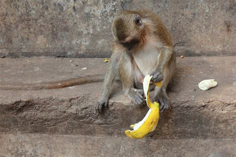 Funny Monkey With Banana Photos 2013 Funny And Cute Animals