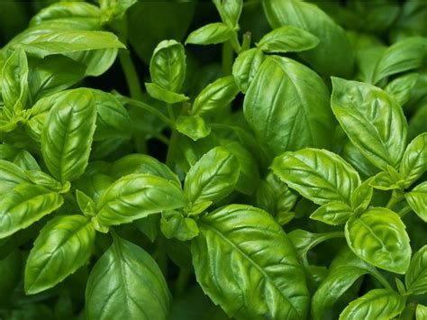 Growing Basil How To Grow Basil Plants In Your Garden Gardening
