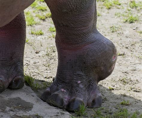 Hippo Leg Injury Samson Zoochat