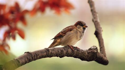 Animals Birds Sparrows Wallpapers Hd Desktop And