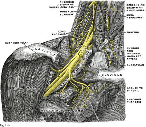 Figure 1 From Surgical Anatomy Of The Supraclavicular Brachial Plexus