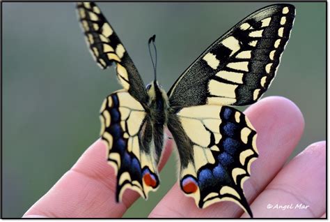 Butterflies And Dragonflies Papilio Machaon Cola De Golondrina