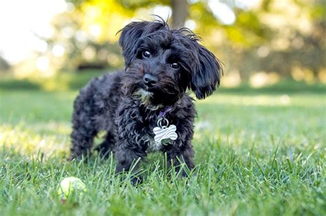 Yorkiepoo History Temperament Care Training Diet Pictures