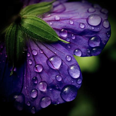 Closeup Of Purple Flower Photograph By Florence Barreau Fine Art America
