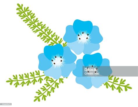 Ilustrasi Vektor Bunga Biru Nemophila Latar Ilustrasi Stok Unduh