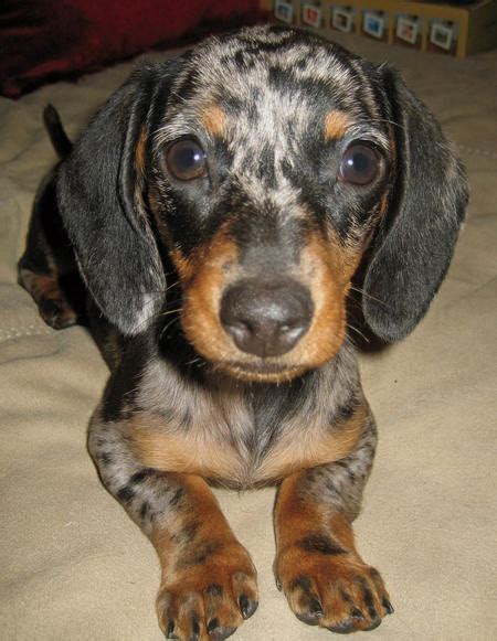 I am a very lovely and playful puppy. Cute Dogs: Miniature Dachshund Dog