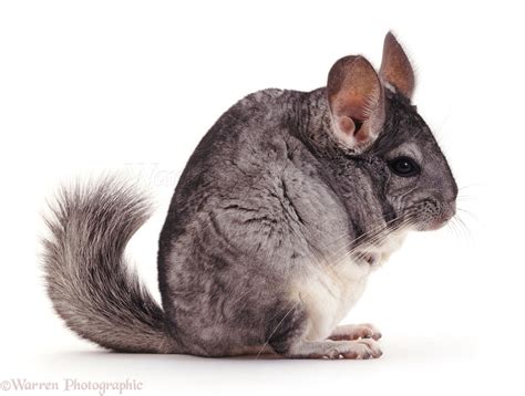 Chinchilla Photo Wp08272