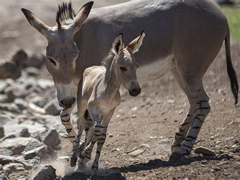 2 Newborn Wild Donkeys Make First Public Appearance At Chile Zoo