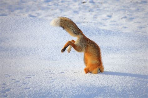 Outfoxed Fox Gets Wedged In Snow After Narrowly Missing Prey Caters
