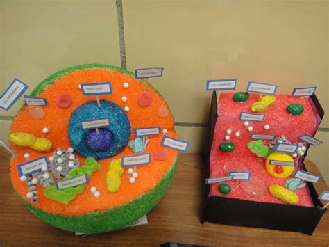 Katies Klassroom Cell Functions Project 5th Grade Animal Cell