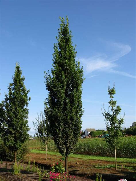 Quercus Robur Skinny Genes / Chêne fastigié Skinny Genes ...