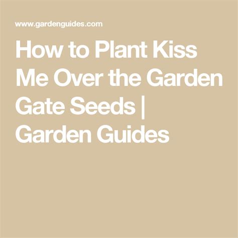 How To Plant Kiss Me Over The Garden Gate Seeds Garden Guides Cutting