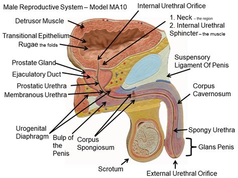 Male Bladder And Urethra Diagram Pictures