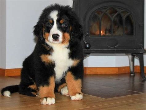 33 Bernese Mountain Dog Chicago Pic Bleumoonproductions