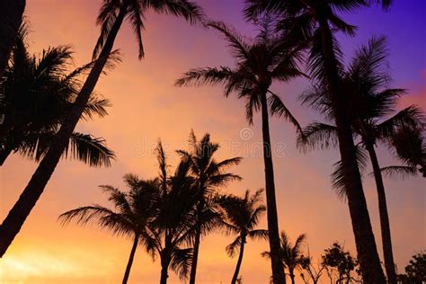 Palm Trees Silhouette On Sunset Tropical Beach On Hawaii Stock Photo