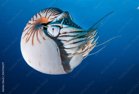 Nautilus Swimming In Blue Water Palau Micronesia Photos Adobe Stock