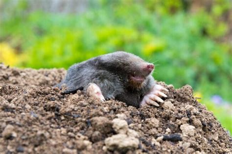 How Much Does Yard Mole Removal Cost 2023 Bob Vila