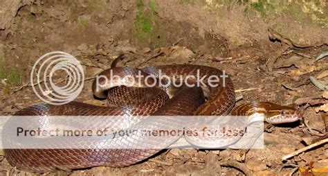 Sareptiles • View Topic Some Common Kzn Finds