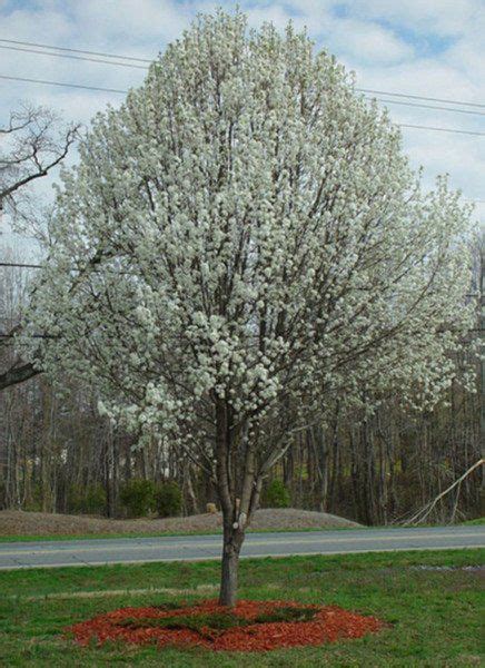 Ornamental Bradford Pear Tree Is Crowding Out Native Trees
