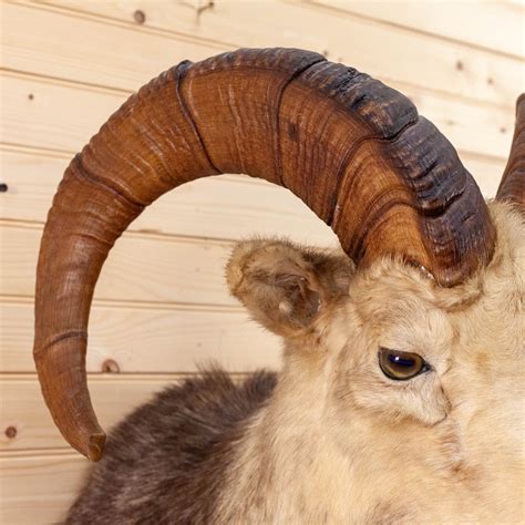 Stone Sheep Taxidermy Mount Cs6080 Safariworks Decor