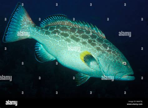 Yellowfin Grouper Mycteroperca Venenosa Caribbean Cuba Stock Photo Alamy