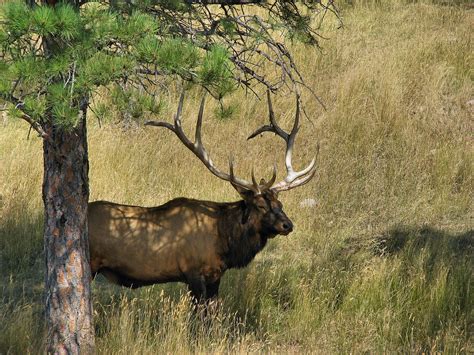 Monster Bull Elk A Photo On Flickriver