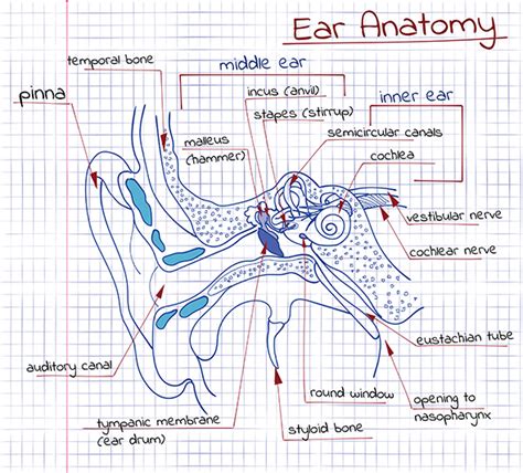 Why Are Ears Shaped The Way They Are Wakemed Voices Blog