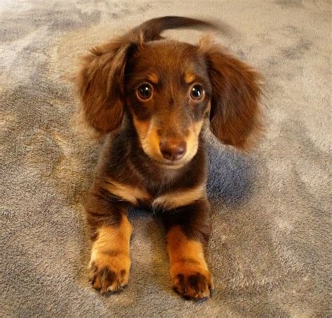 34 Best Images About Love My Wiener On Pinterest Maybe Someday