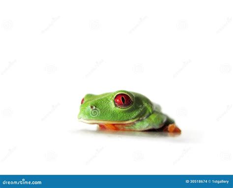 Red Eyed Tree Frog 119 Agalychnis Callidryas Stock Photo Image Of