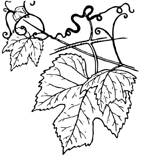 Grapes Leaves Drawing Free Download On Clipartmag