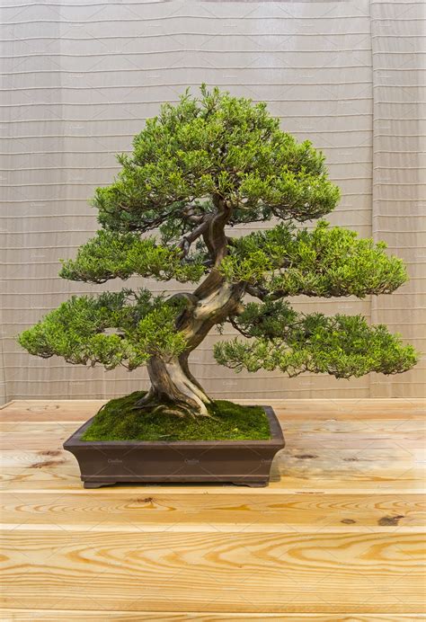 Bonsai Tree Chinese Juniper High Quality Nature Stock Photos