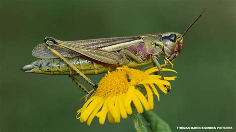 Grasshoppers are ubiquitous in sunny habitats across north america, although they are there are over 650 species of grasshoppers in north america, a huge number to be sure, and most of these. Grasshoppers - NWF | Ranger Rick