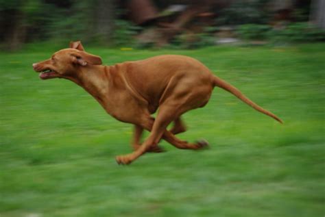 Top 10 Fastest Dog Breeds