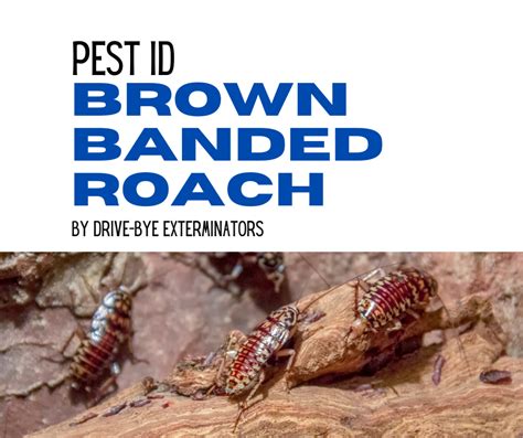 Brown Banded Roach Drive Bye Pest Exterminators