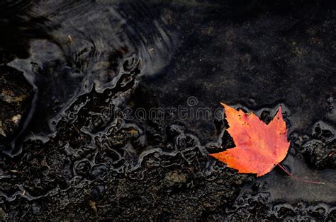 Fall Orange Maple Leaf On Dark Wet Rocks Stock Image Image Of Season