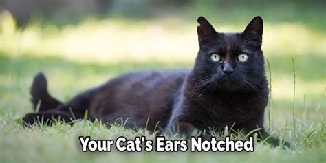 Why Do Some Cats Have Notched Ears Detailed Guide 2024