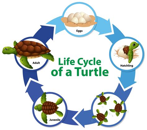 Diagrama Que Muestra El Ciclo De Vida De La Tortuga Vector En