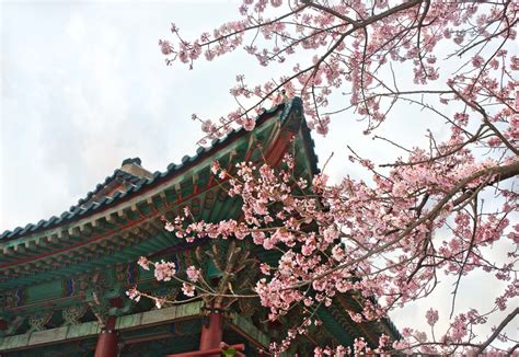 When And Where To Enjoy Cherry Blossoms In South Korea This Season
