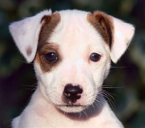 Filejack Russell Terrier Puppy Eddi Wikimedia Commons