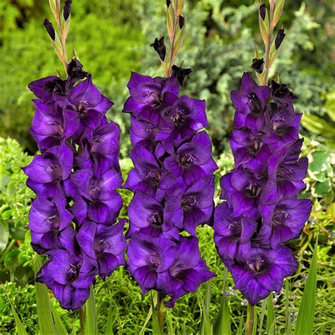 Gladiolus Purple Flora Tall Purple Gladiolus Corms Easy To Grow Bulbs