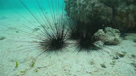 Two Sea Urchins On Rock In The Sea Zoom Out Audio Stock
