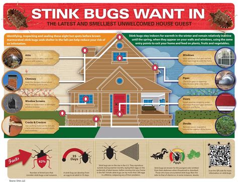 What Attracts Stink Bugs Stink Bug Infestation Orkin