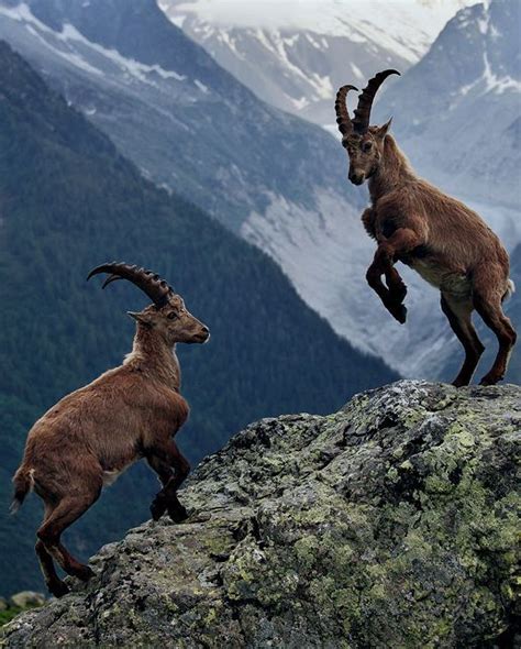 Impresionante Imagen De Dos Cabras Montesas Animales Salvajes